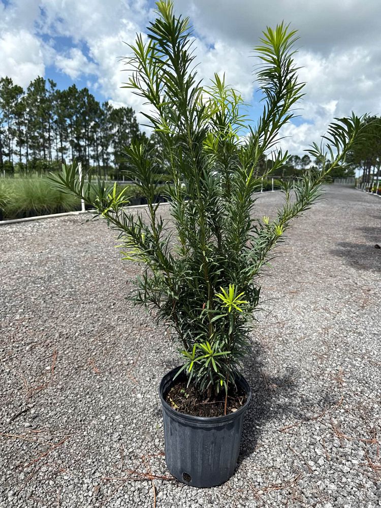 podocarpus-macrophyllus-maki-japanese-yew