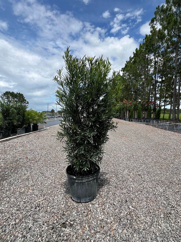 podocarpus-macrophyllus-maki-japanese-yew