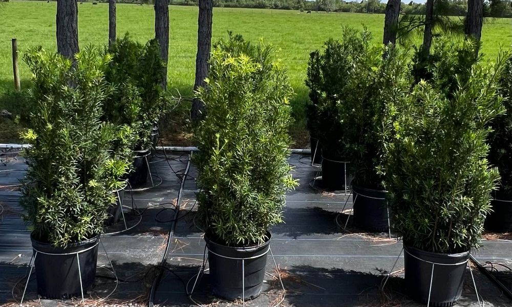 podocarpus-macrophyllus-maki-japanese-yew