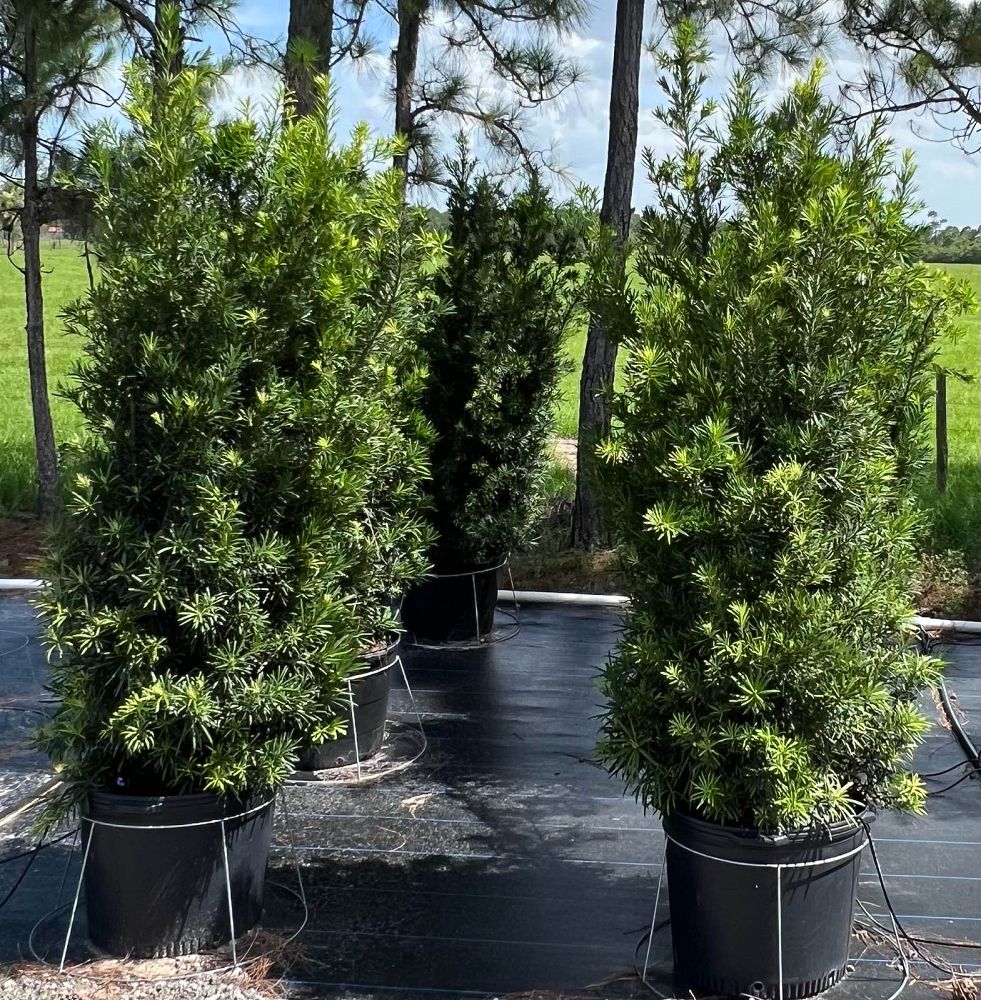 podocarpus-macrophyllus-maki-japanese-yew