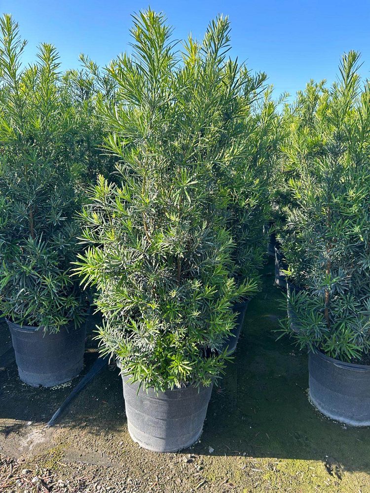 podocarpus-macrophyllus-maki-japanese-yew
