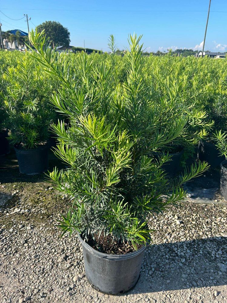 podocarpus-macrophyllus-maki-japanese-yew