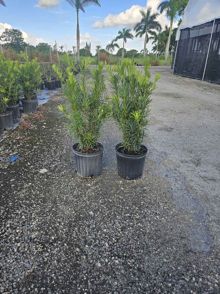 podocarpus-macrophyllus-maki-japanese-yew