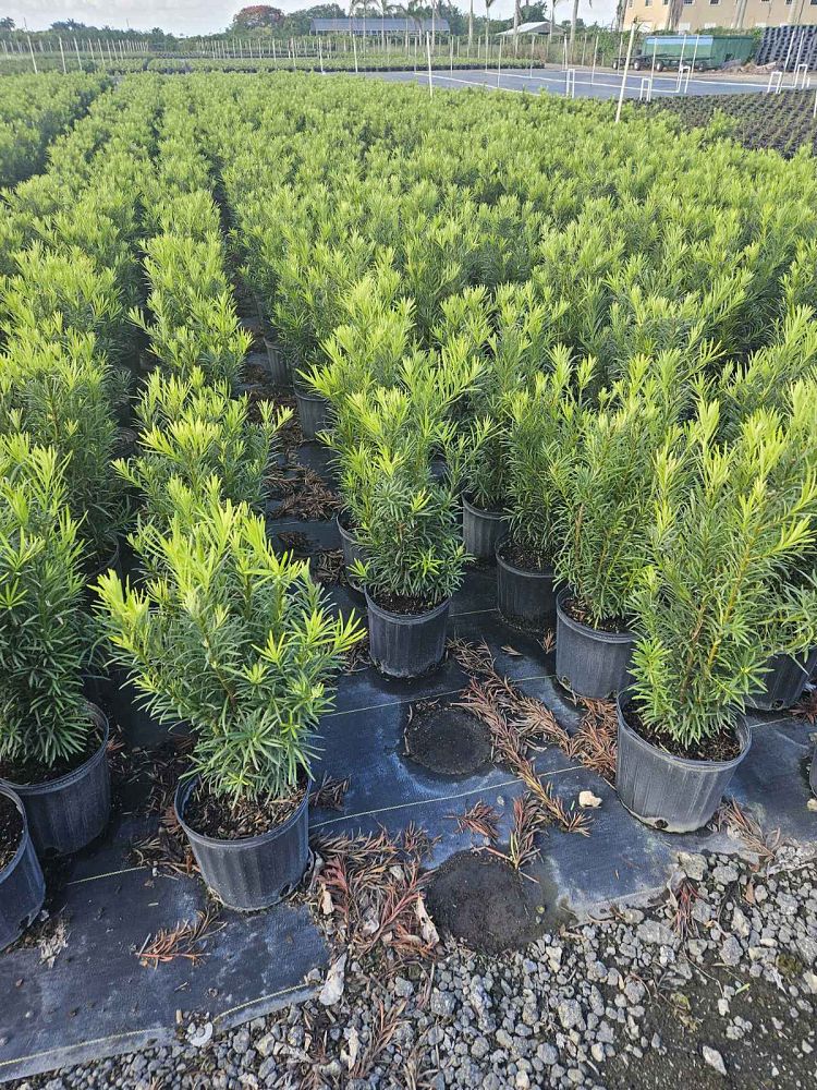 podocarpus-macrophyllus-maki-japanese-yew