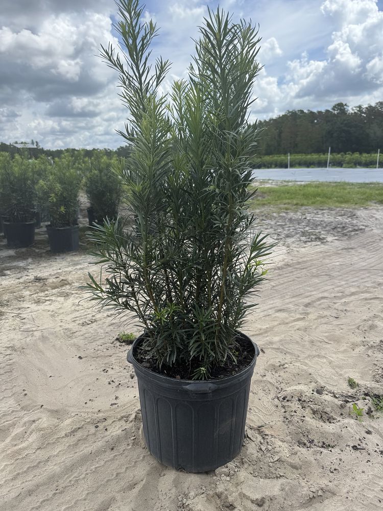 podocarpus-macrophyllus-maki-japanese-yew
