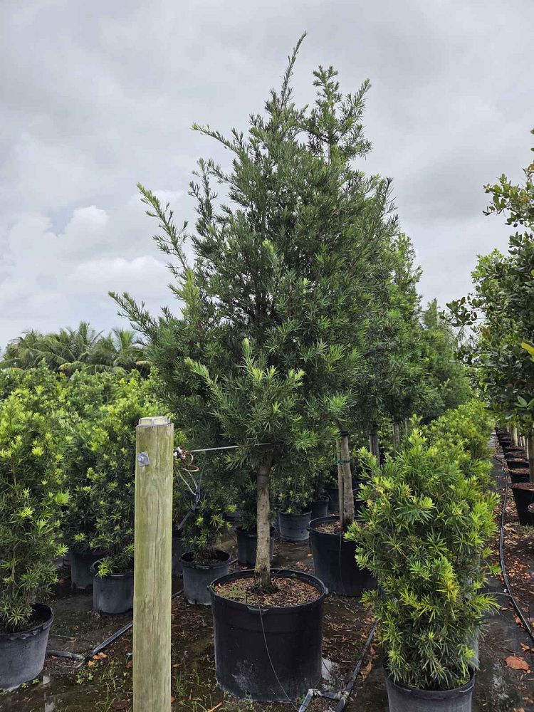 podocarpus-macrophyllus-maki-japanese-yew