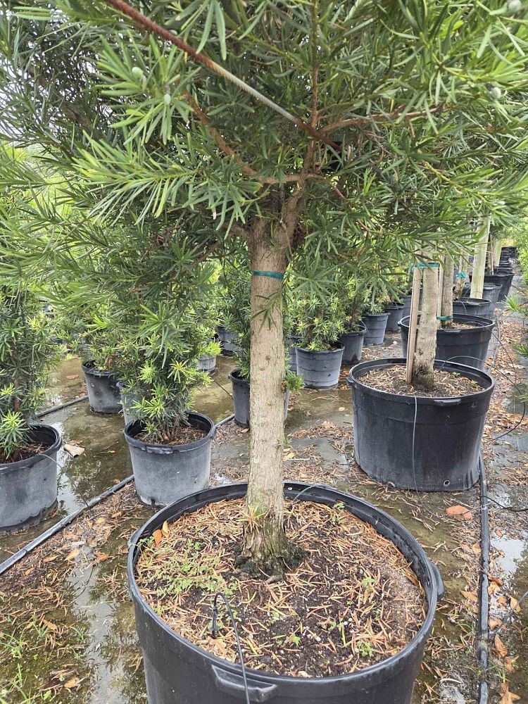 podocarpus-macrophyllus-maki-japanese-yew