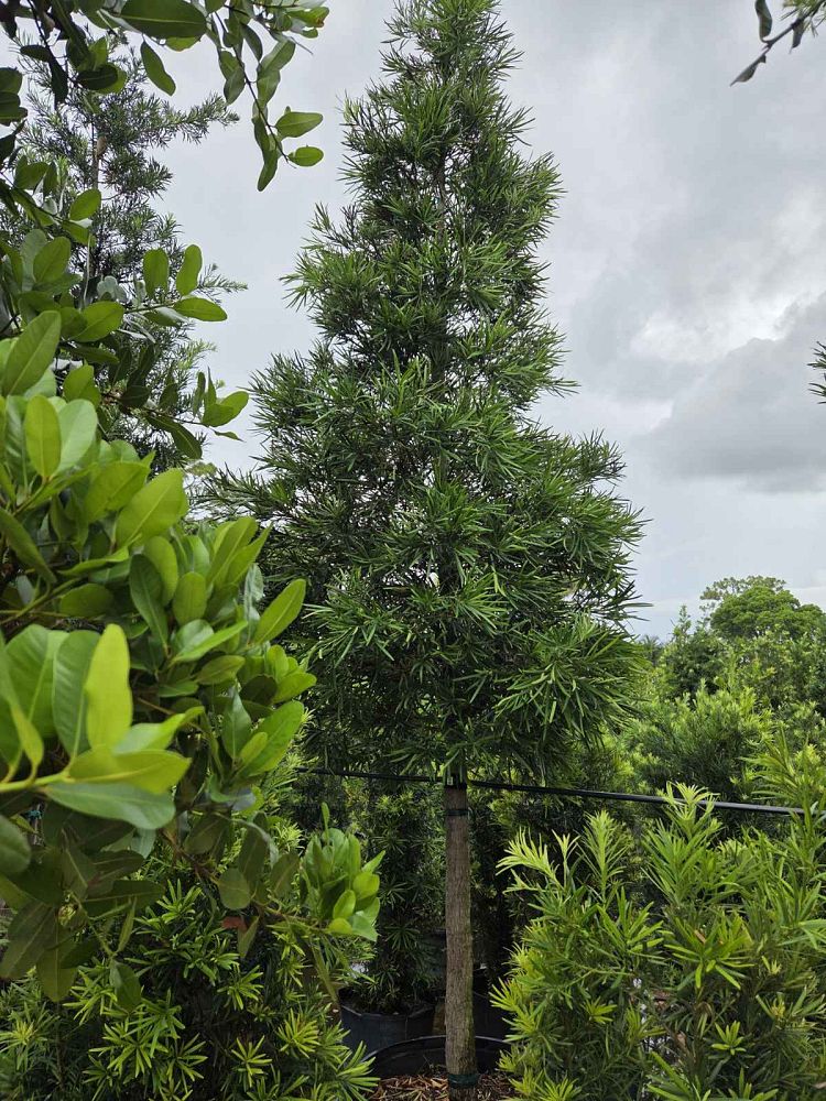 podocarpus-macrophyllus-maki-japanese-yew