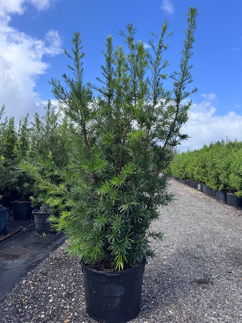 podocarpus-macrophyllus-maki-japanese-yew