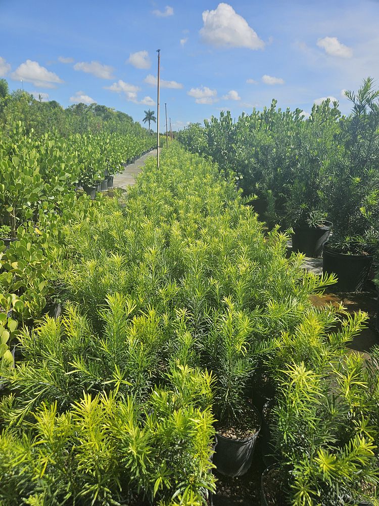 podocarpus-macrophyllus-maki-japanese-yew