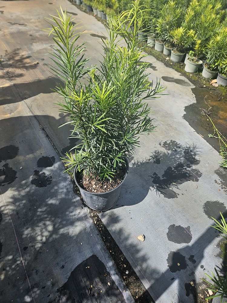 podocarpus-macrophyllus-maki-japanese-yew