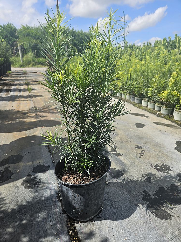 podocarpus-macrophyllus-maki-japanese-yew