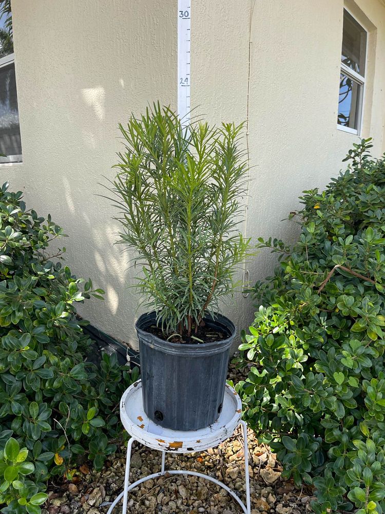 podocarpus-macrophyllus-maki-japanese-yew