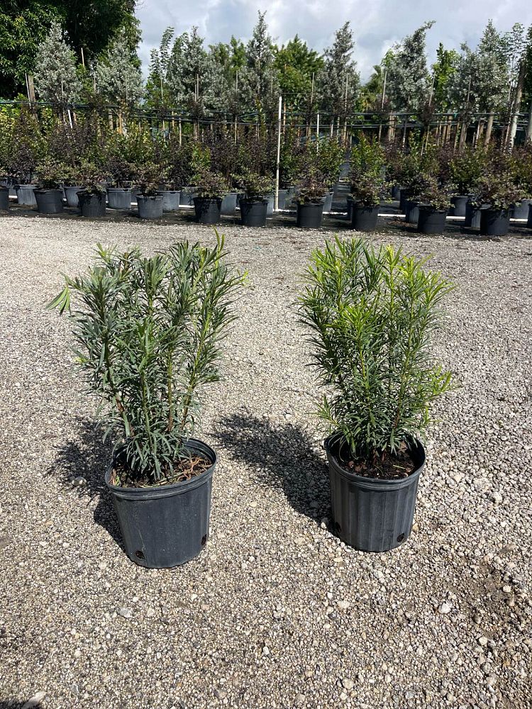 podocarpus-macrophyllus-maki-japanese-yew