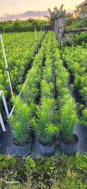 podocarpus-macrophyllus-maki-japanese-yew