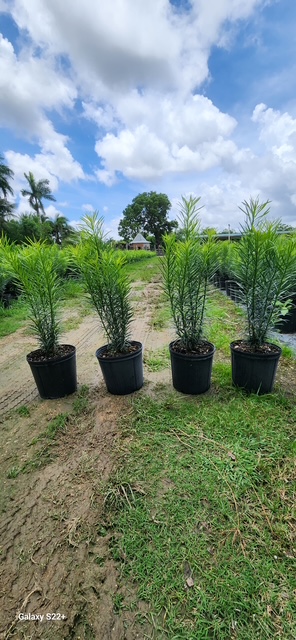 podocarpus-macrophyllus-maki-japanese-yew