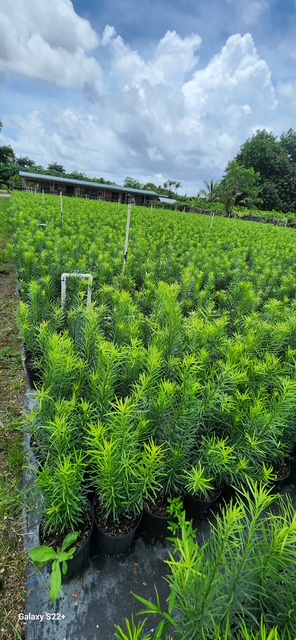 podocarpus-macrophyllus-maki-japanese-yew