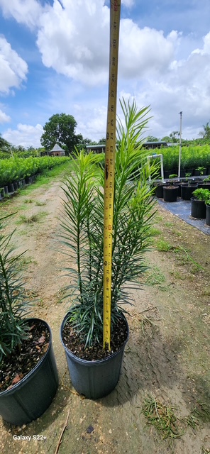 podocarpus-macrophyllus-maki-japanese-yew