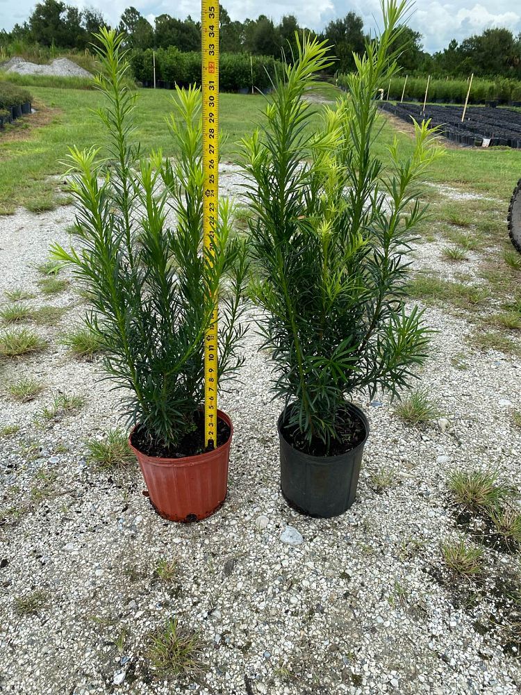 podocarpus-macrophyllus-maki-japanese-yew