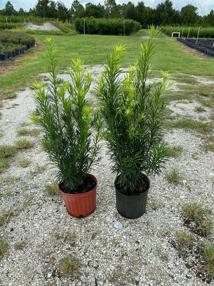 podocarpus-macrophyllus-maki-japanese-yew