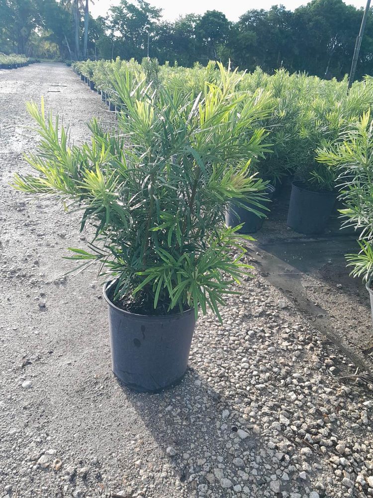 podocarpus-macrophyllus-maki-japanese-yew