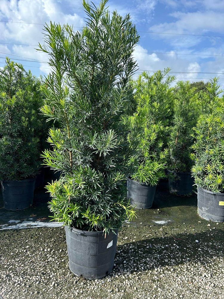 podocarpus-macrophyllus-maki-japanese-yew