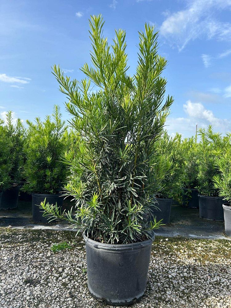 podocarpus-macrophyllus-maki-japanese-yew