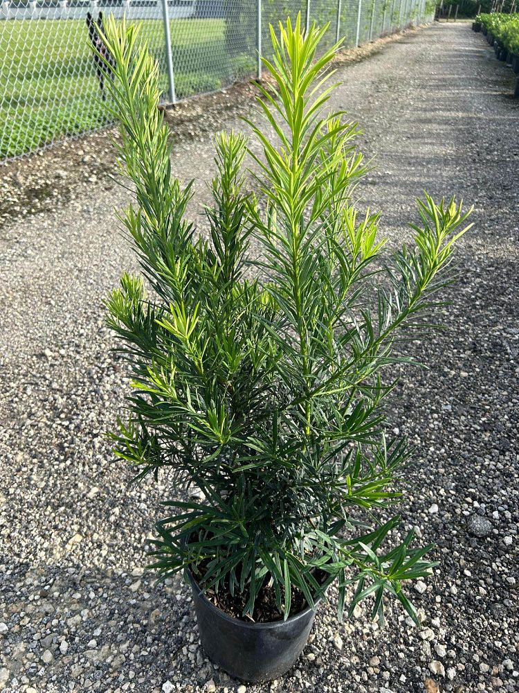 podocarpus-macrophyllus-maki-japanese-yew