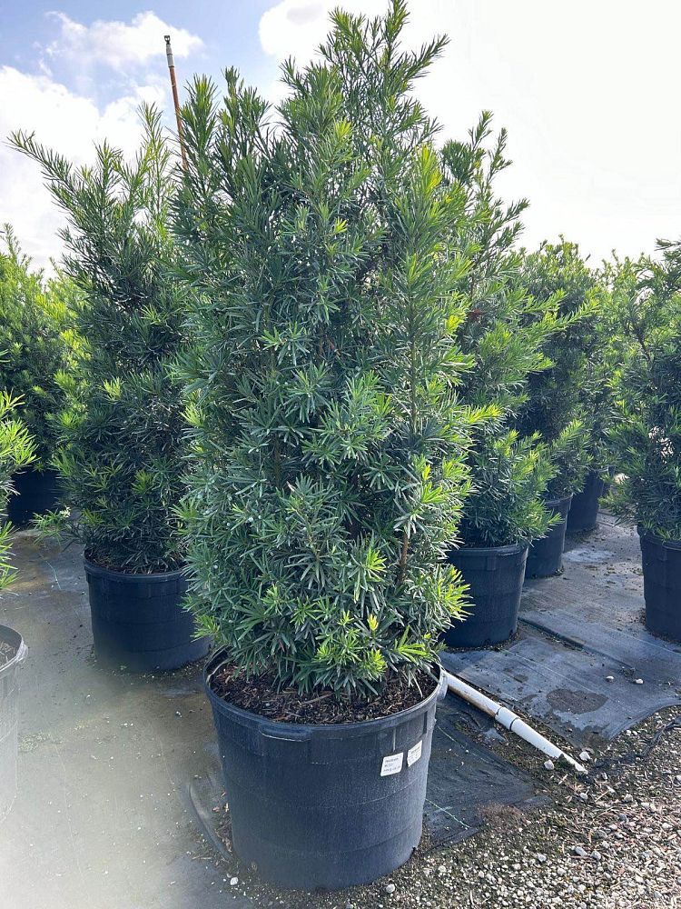 podocarpus-macrophyllus-maki-japanese-yew