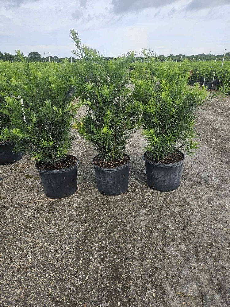 podocarpus-macrophyllus-maki-japanese-yew