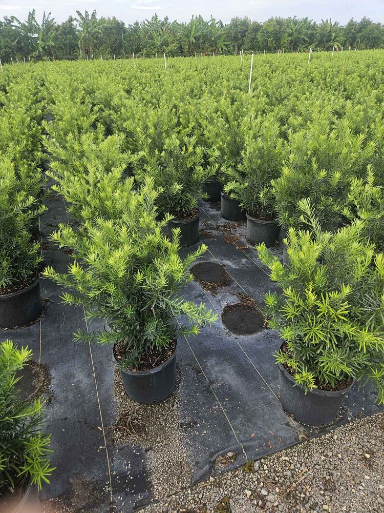 podocarpus-macrophyllus-maki-japanese-yew