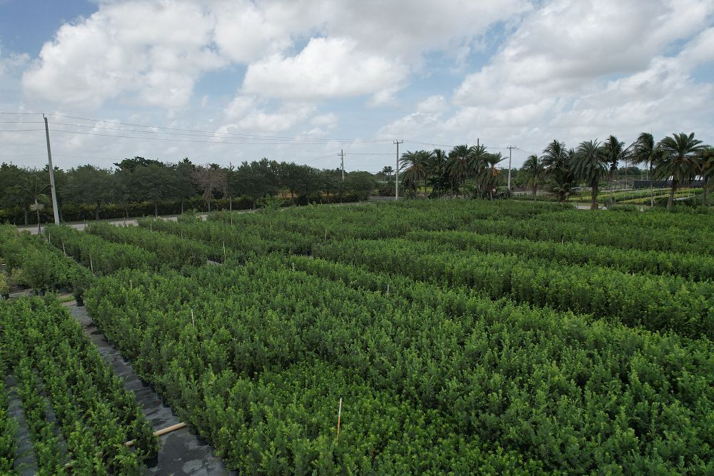 podocarpus-macrophyllus-maki-japanese-yew