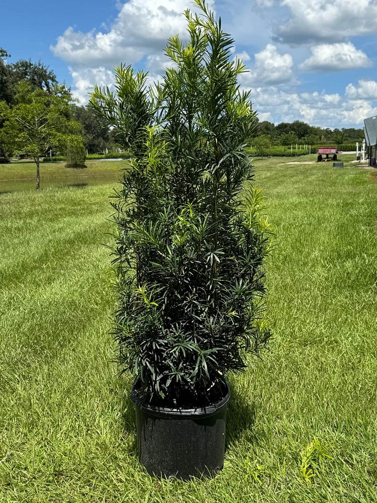 podocarpus-macrophyllus-maki-japanese-yew