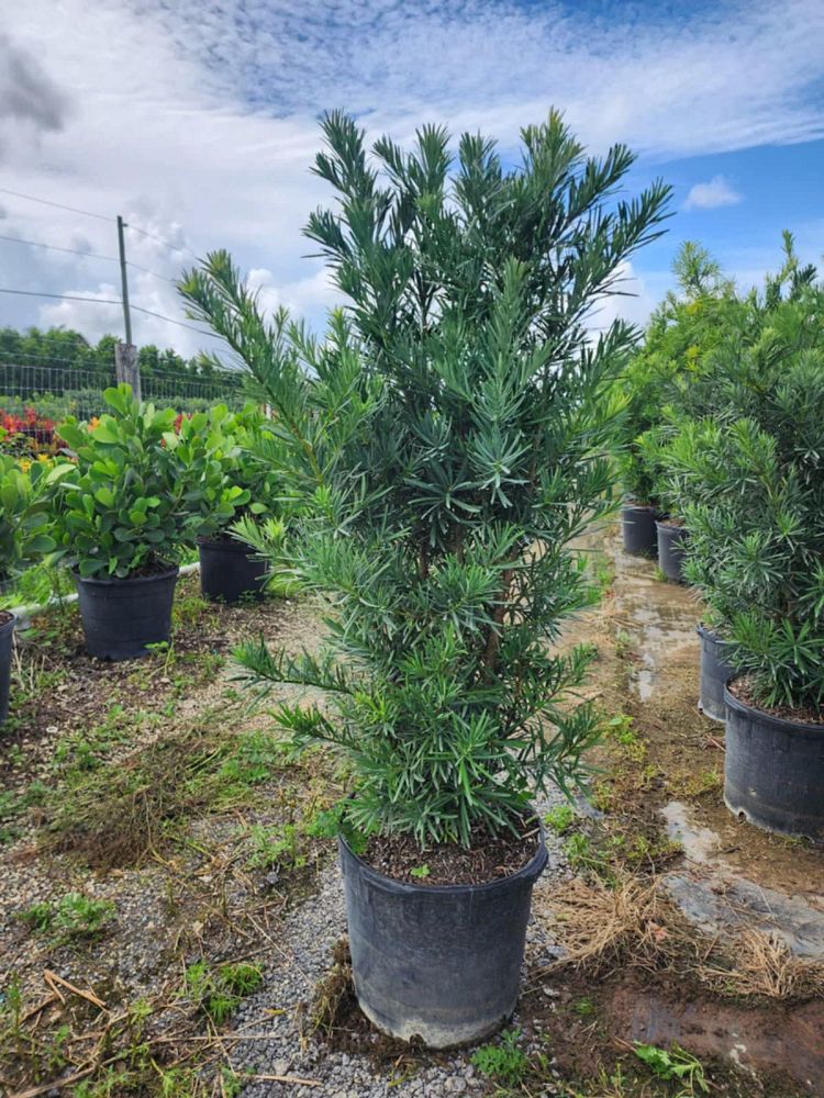 podocarpus-macrophyllus-maki-japanese-yew