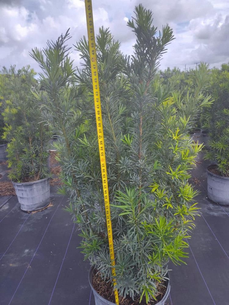 podocarpus-macrophyllus-maki-japanese-yew