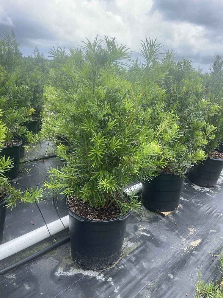 podocarpus-macrophyllus-maki-japanese-yew