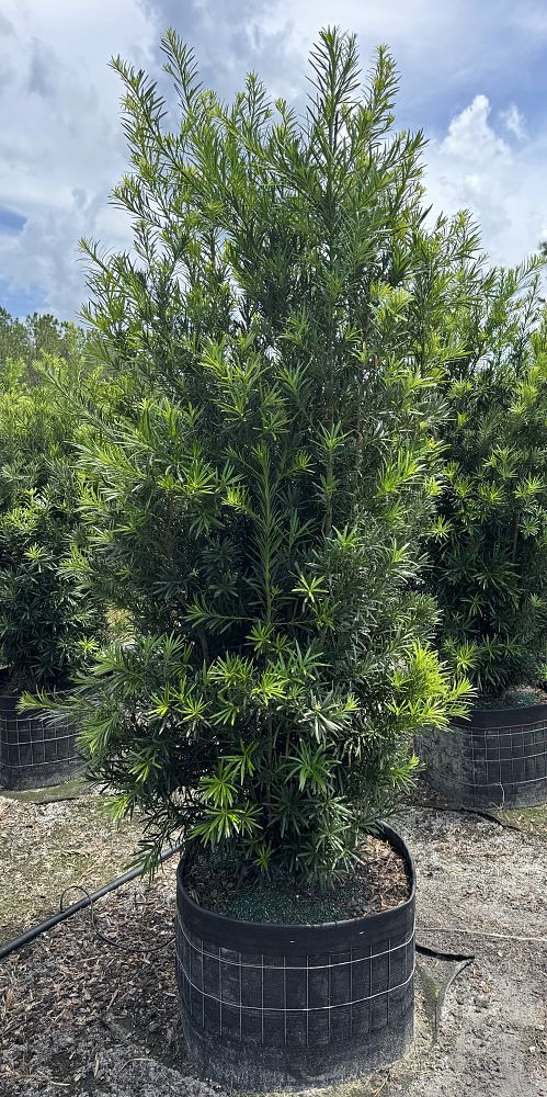 podocarpus-macrophyllus-maki-japanese-yew