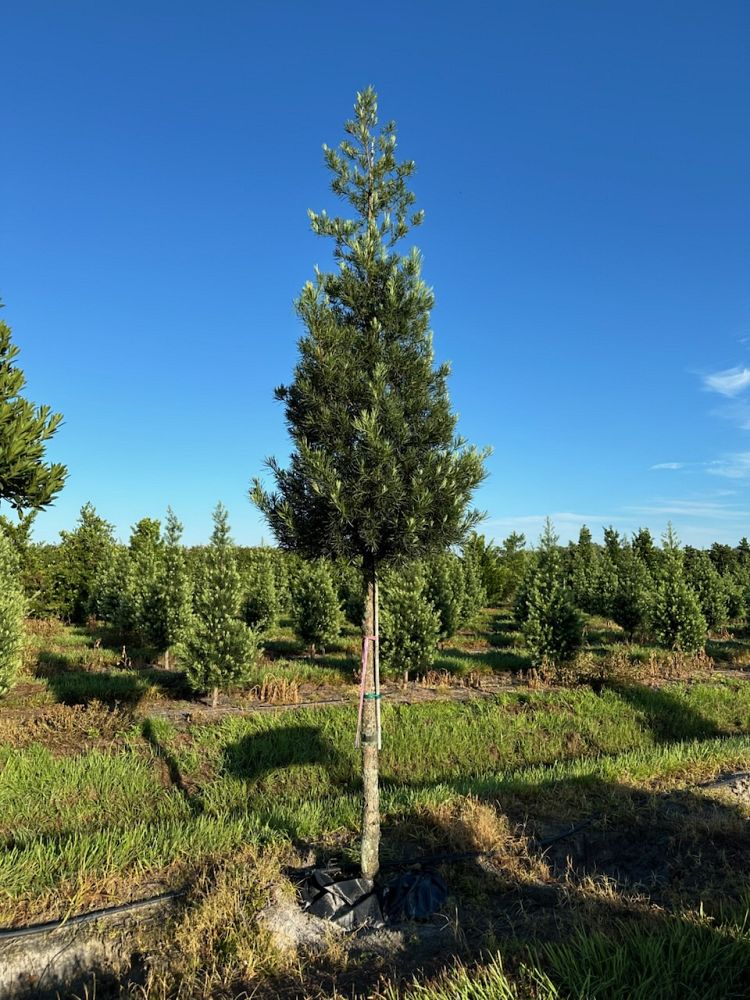 podocarpus-macrophyllus-maki-japanese-yew