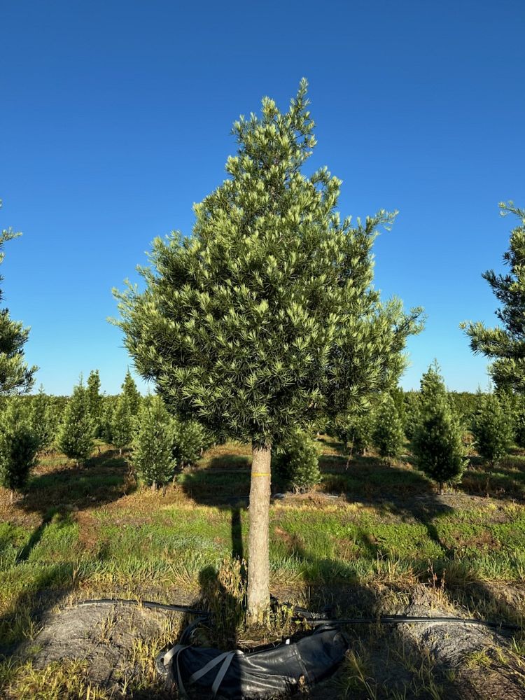 podocarpus-macrophyllus-maki-japanese-yew