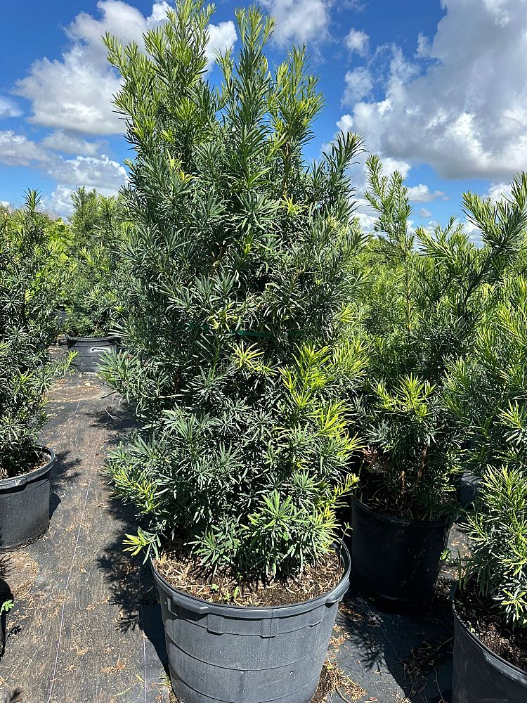 podocarpus-macrophyllus-maki-japanese-yew