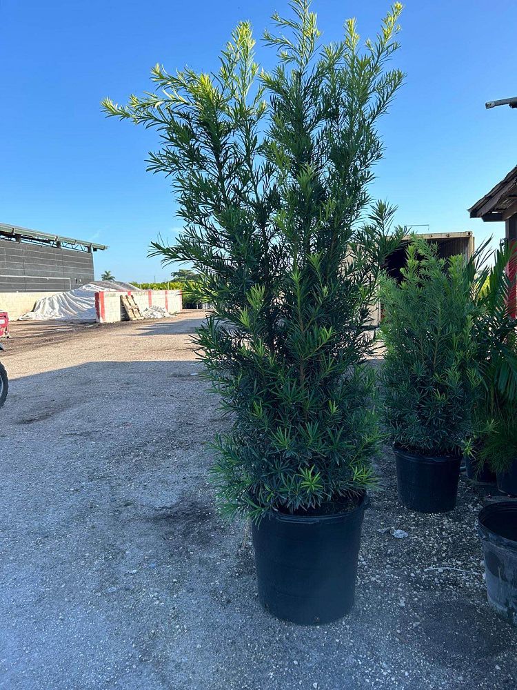podocarpus-macrophyllus-maki-japanese-yew