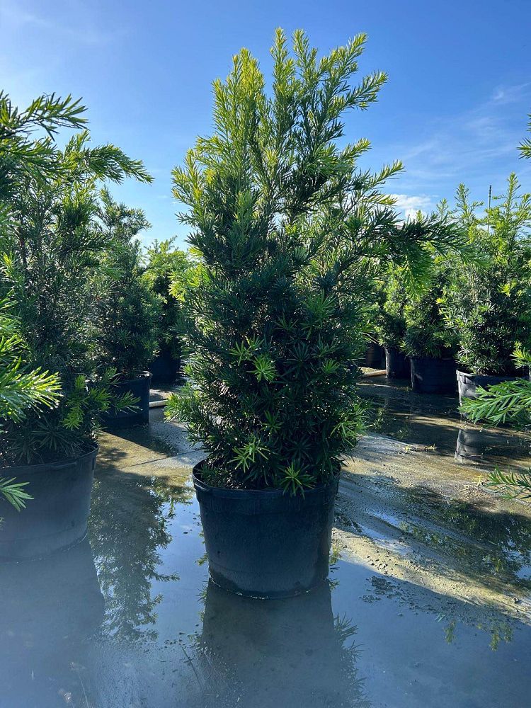 podocarpus-macrophyllus-maki-japanese-yew