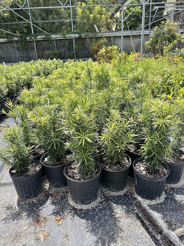 podocarpus-macrophyllus-maki-japanese-yew
