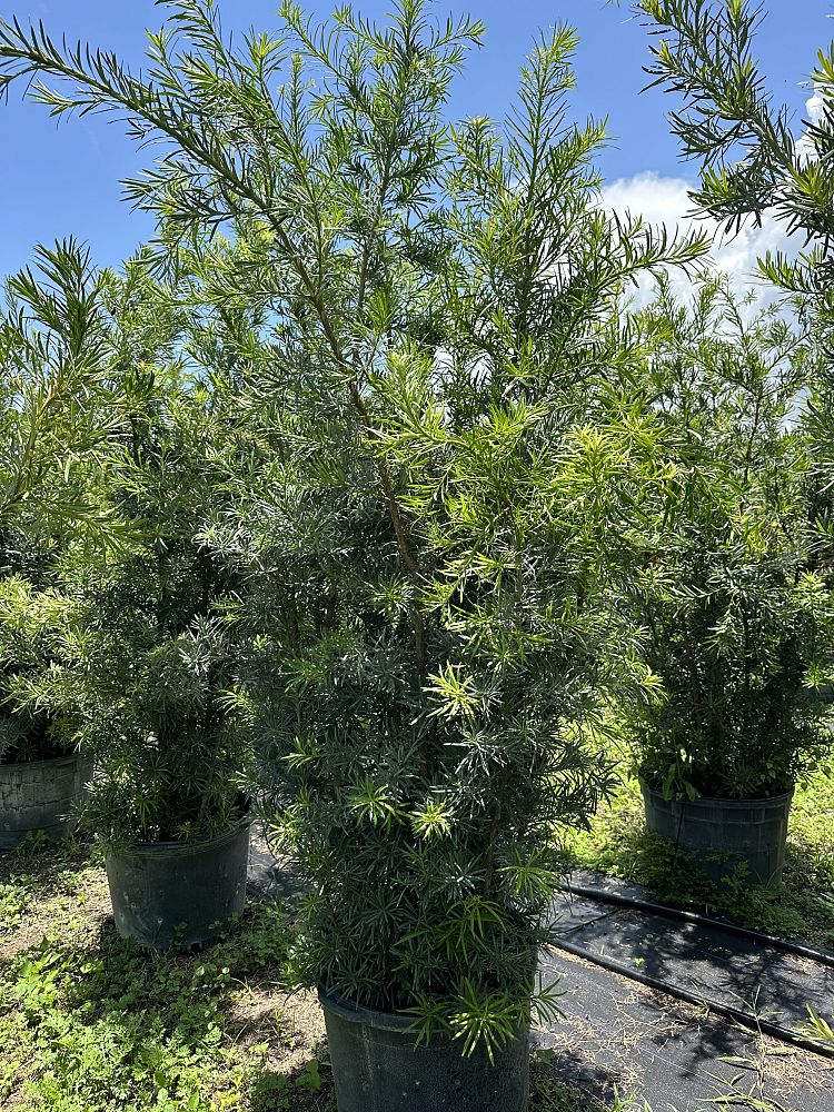 podocarpus-macrophyllus-maki-japanese-yew