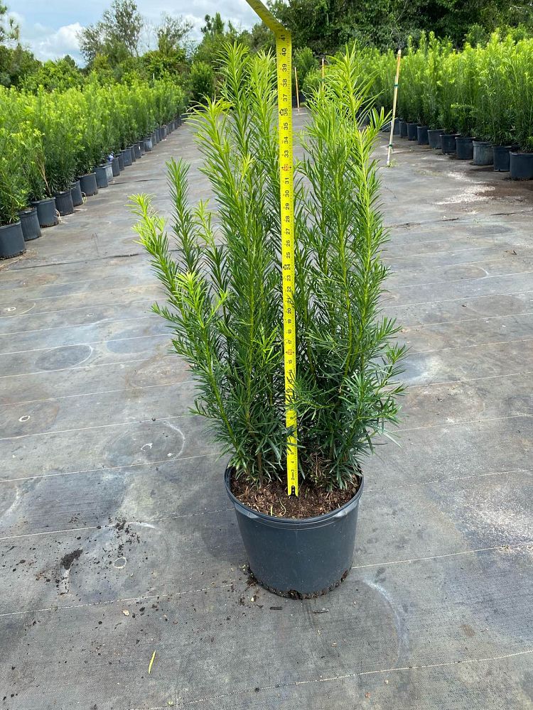 podocarpus-macrophyllus-maki-japanese-yew