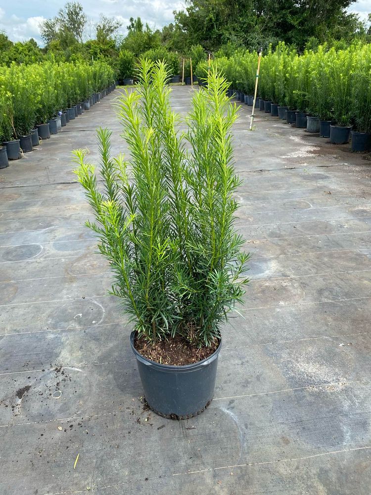 podocarpus-macrophyllus-maki-japanese-yew