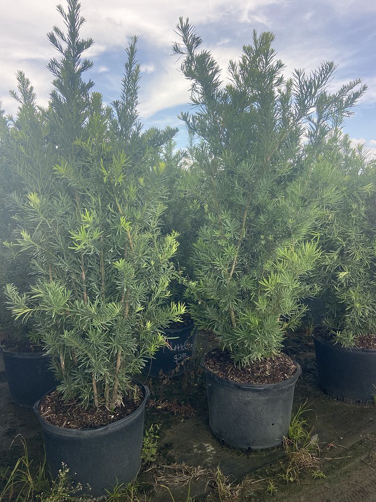 podocarpus-macrophyllus-maki-japanese-yew