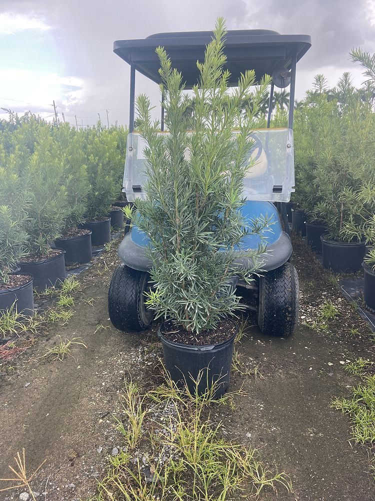 podocarpus-macrophyllus-maki-japanese-yew
