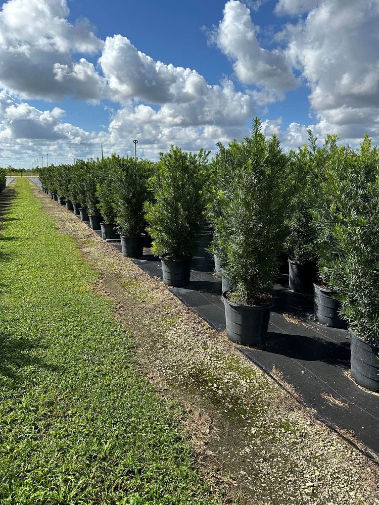podocarpus-macrophyllus-maki-japanese-yew