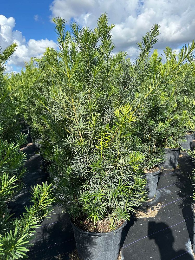 podocarpus-macrophyllus-maki-japanese-yew